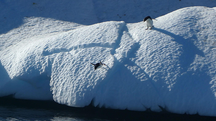 Penguins jumping off an iceberg in Antarctica.