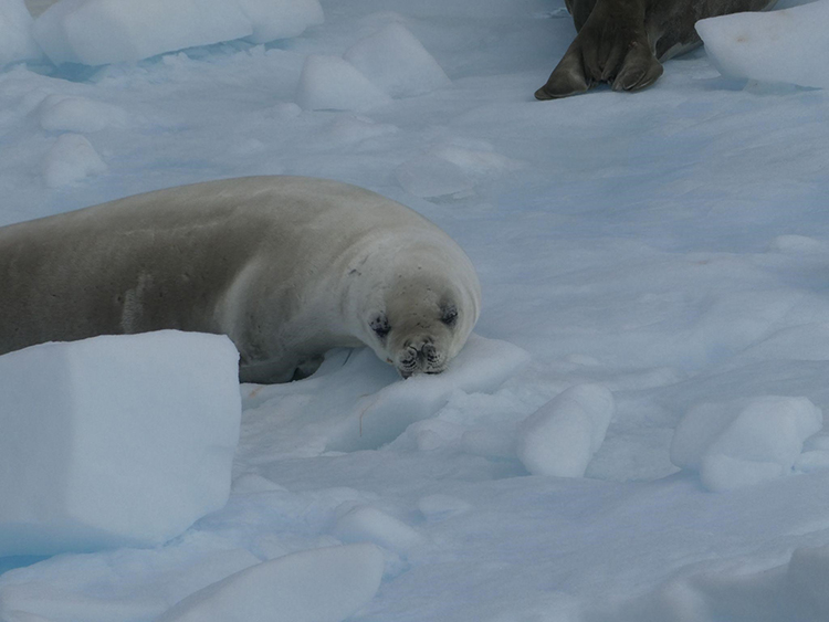 Seal on the ice in Antarctica.